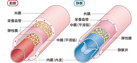 妊娠、むくみ、血管の構造